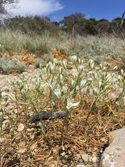 Ornithogalum comosum