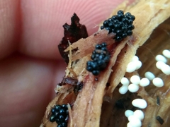 Metatrichia vesparium