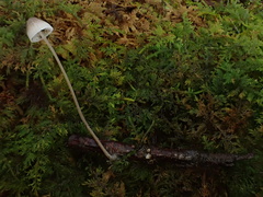 Mycena galopus