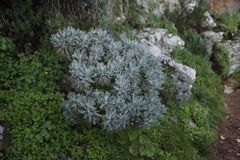 Euryops pectinatus pectinatus
