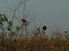 Amblyramphus holosericeus