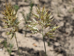 Geochloa rufa