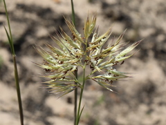 Geochloa rufa