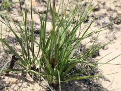 Geochloa rufa
