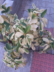 Heptapleurum arboricola