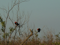 Amblyramphus holosericeus