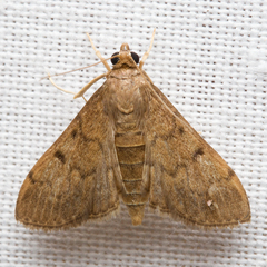 Herpetogramma phaeopteralis