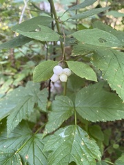 Symphoricarpos mollis