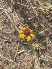 Gaillardia aristata