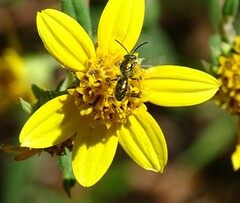Augochlorella aurata