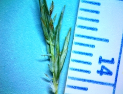 Cyperus pseudothyrsiflorus