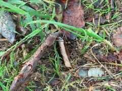 Hadrobunus maculosus