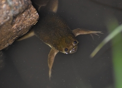 Xenopus muelleri