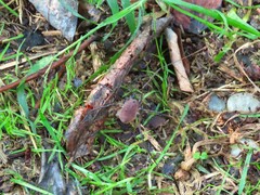 Hadrobunus maculosus