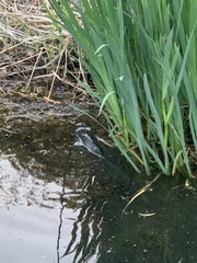 Cyprinus carpio