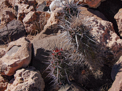 Stenocereus gummosus