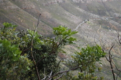 Notobubon galbanum