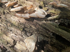 Lentinellus