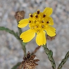 Deinandra paniculata