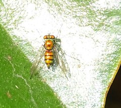 Condylostylus comatus