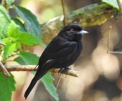 Knipolegus cyanirostris
