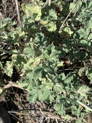 Malacothamnus enigmaticus