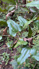 Smilax bona-nox