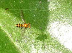 Condylostylus comatus