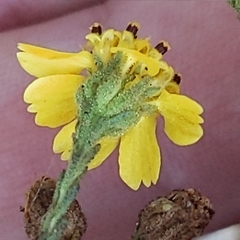 Deinandra paniculata