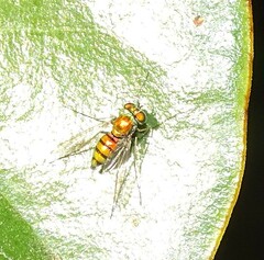 Condylostylus comatus