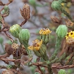 Deinandra paniculata