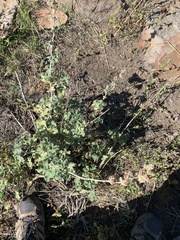 Malacothamnus enigmaticus