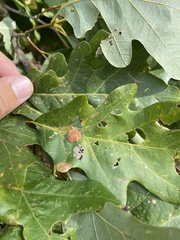 Druon quercusflocci