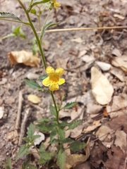 Jamesbrittenia micrantha