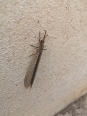 Macronemurus appendiculatus