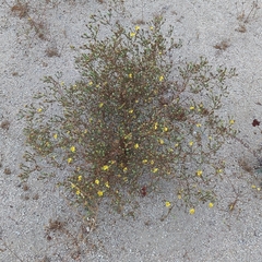 Deinandra paniculata