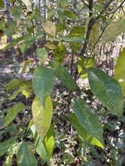 Prunus nigra