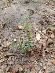 Jamesbrittenia micrantha