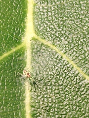 Nigma puella
