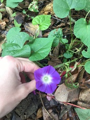 Ipomoea purpurea