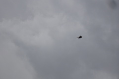Gypaetus barbatus barbatus