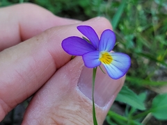 Viola dacica