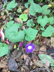 Ipomoea purpurea