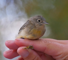 Leiothlypis virginiae