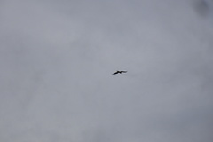 Gypaetus barbatus barbatus