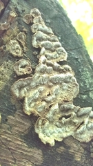 Dentocorticium portoricense