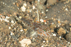Fusigobius inframaculatus