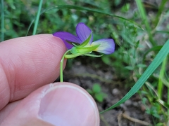 Viola dacica