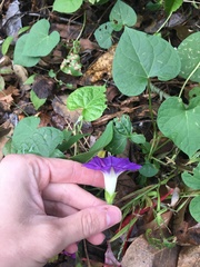 Ipomoea purpurea
