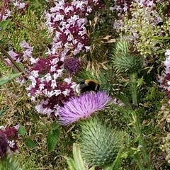 Eristalis intricaria